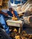 FISHERMAN SITTING CUTTING A SEA SPONGE WITH KNIFE ON FISHING BOAT Royalty Free Stock Photo