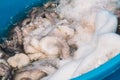 Fisherman slamming and softening with hand a big raw fresh octopus on the pier of the port of Bari, Puglia Royalty Free Stock Photo