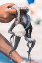 Fisherman slamming and softening with hand a big raw fresh octopus on the pier of the port of Bari, Puglia Royalty Free Stock Photo