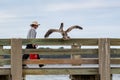 Fisherman is stalked by a Brown Pelican