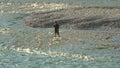 Fisherman is standing in a mountain river fly fishing.