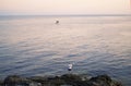 Fisherman standing at the seashore hooks a fish against sunset. Sportsman holds a fishing rod and reel in a hooked fish. Spin