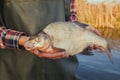 A fisherman standing in the water holding in his hand caught