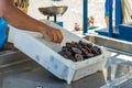 Fisherman after a successful fishing, behind the counter sells his catch of fish and shellfish. Gentle warm sunny day. Old port, Royalty Free Stock Photo