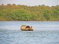 fisherman at Sundarbans and mangrove woods Royalty Free Stock Photo