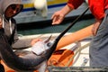 Fisherman and swordfish on a boat