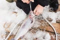 Fisherman takes hook out mouth of fish. Winter, spring fishing on paid snow covered ice pond, lake in country club. Catching with Royalty Free Stock Photo