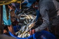 A fisherman taking the fish off a boat at Ban Bang Saray Fish Bridge, Thailand