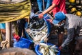 A fisherman taking the fish off a boat at Ban Bang Saray Fish Bridge, Thailand