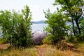 Fisherman tent hidden by spot lake river Royalty Free Stock Photo