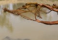 A Fisherman throwing a Fishing Net into the Pond for Catching Fish Royalty Free Stock Photo