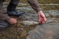 A fisherman about to release a Bull Trout, Caught on a fly, back into the river Royalty Free Stock Photo