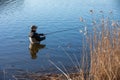 Fisherman in waders catches pike in the lake Royalty Free Stock Photo