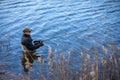 Fisherman in waders catches pike in the lake Royalty Free Stock Photo