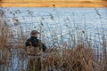 Fisherman in waders catches pike in the lake