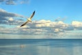 Fisherman wading in ocean while seagull soars past