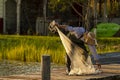 a fisherman is prepring his net on a wooden pier Royalty Free Stock Photo