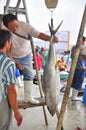 Fisherman is weighing tuna to sell to the market Royalty Free Stock Photo