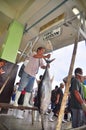 Fisherman is weighing tuna to sell to the market Royalty Free Stock Photo