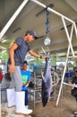 Fisherman is weighing tuna to sell to the market Royalty Free Stock Photo