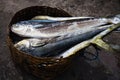 Fisherman weighs caught Tuna fish for sale at the fish market Royalty Free Stock Photo