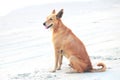 A Fishermans Dog at Colva Beach in Goa India Royalty Free Stock Photo