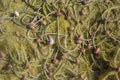 Fishermans equipment lying on the coastline in harbor, heap nylon yellow tangled fishing net in sunlight