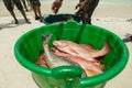 Fishermen on the beach divide the catch fresh fish Royalty Free Stock Photo