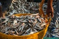 Fishermen carry fish in a plastic basin. Fishing dock in southern India Royalty Free Stock Photo