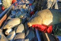 Fishermen catch a freshwater fish carp from the breeding fish pond