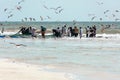 Fishermen catching sardines from Salalah beach. A big net full of sardines. Seagulls fly around. Salalah, Oman. Arabian Peninsula. Royalty Free Stock Photo