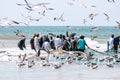 Fishermen catching sardines from Salalah beach. A big net full of sardines. Seagulls fly around. Salalah, Oman. Arabian Peninsula. Royalty Free Stock Photo