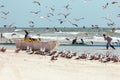 Fishermen catching sardines from Salalah beach. A big net full of sardines. Seagulls fly around. Salalah, Oman. Arabian Peninsula.