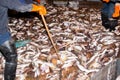 Fishermen caught fish are processed on the deck Royalty Free Stock Photo