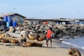 Fishermen on the coast of the Indian ocean at a market in Negombo