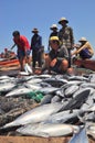 Fishermen are collecting tuna fish caught by trawl nets in the sea of the Nha Trang bay