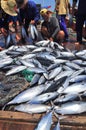 Fishermen are collecting tuna fish caught by trawl nets in the sea of the Nha Trang bay