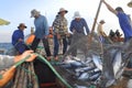 Fishermen are collecting tuna fish caught by trawl nets in the sea of the Nha Trang bay