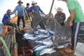 Fishermen are collecting tuna fish caught by trawl nets in the sea of the Nha Trang bay