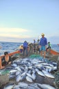 Fishermen are collecting tuna fish caught by trawl nets in the sea of the Nha Trang bay