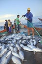 Fishermen are collecting tuna fish caught by trawl nets in the sea of the Nha Trang bay