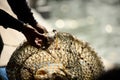 Fishermen are dealing with captured fish The close up of the hand holding Royalty Free Stock Photo