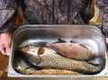 For fishermen.Fresh caught river fish in a metal container, caught on winter fishing, in the hands of a fisherman.Pike,Chub, and