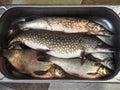 Just caught river fish in a metal container.Pike,Chub, and large bream Royalty Free Stock Photo