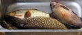 Just caught river fish in a metal container.Pike,Chub, and large bream Royalty Free Stock Photo