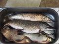 Just caught river fish in a metal container.Pike,Chub, and large bream Royalty Free Stock Photo