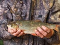 For fishermen.Fresh river fish caught on winter fishing, in the hands of a fisherman Chub