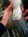 Fishermen holding rainbow trout Royalty Free Stock Photo