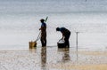 Fishermen preparing to collect clams and mussels from the beach with their rakes.