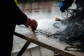 Fishermen are pulling fresh fishes floundres from fishing nets